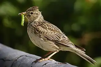 alternativní popis obrázku chybí