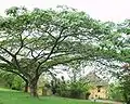 Albízie Albizia adiantifolia
