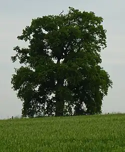 Albrechtický dub