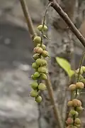Plodenství Alchornea cordifolia