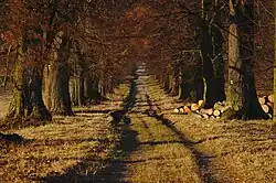 Novodvorská alej