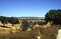 Duby (korkové a cesmínovité) v Alentejo, Portugalsko