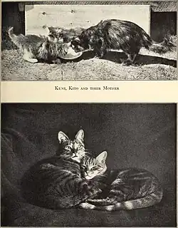 Kuni, Kito a jejich matka