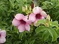 Purpurově kvetoucí Allamanda blanchetii