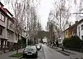 Alej bříz, jaro, Brno Žabovřesky