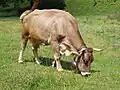 Pasoucí se hnědá kráva v Allgäu