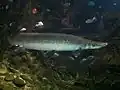 Atractosteus spatula