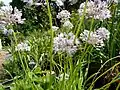 česnek horský (Allium senescens)
