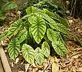 Drobnější druh Alocasia augustiana