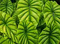 Ozdobné listy Alocasia cuprea