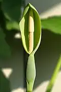 Květenství Alocasia macrorrhizos