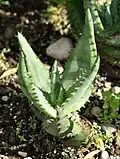 Mladá rostlina aloe kapské