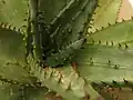 Detail trnů aloe kapské