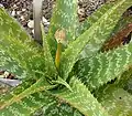 Kolorované listy Aloe greenii