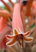 Květ Aloe maculata