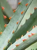 Ozdobné trny Aloe perryi