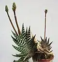 Gonialoe variegata (syn. Aloe variegata)