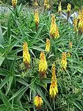 Aloiampelos striatula (syn. Aloe striatula)