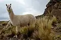 Peruánské huycaya alpaky