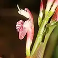 Detail květu Alpinia japonica