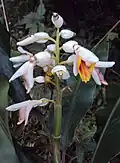 Květy Alpinia malaccensis, připomínající orchidej
