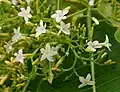 Květy Alstonia macrophylla