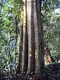 Kmen Alstonia scholaris