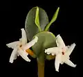 Detail květů Alyxia buxifolia