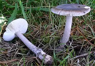 alternativní popis obrázku chybí