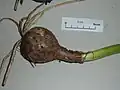 Cibule A. belladonna