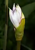 Nakvétající květenství Amaryllis belladonna
