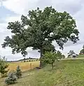Ambrožův dub