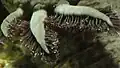 Detailní snímek žaber axolotla mexického