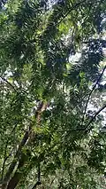 Amentotaxus poilanei v lesním porostu