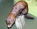 Vycpaný norek