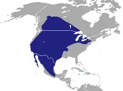rozšíření jezevce amerického