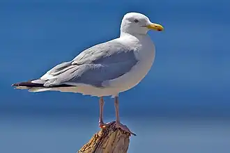 alternativní popis obrázku chybí