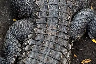 Krokodýl americký (C. acutus), detail hřbetu