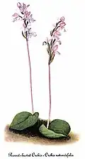 Amerorchis rotundifolia