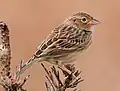 strnadec pustinný (Ammodramus savannarum)