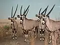 Diorama v Akeley Hall of African Mammals