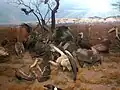 Diorama v Akeley Hall of African Mammals