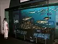 Display v Milstein Hall of Ocean Life