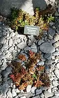 Anacampseros filamentosa