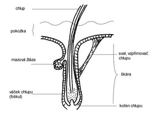 Anatomie chlupu
