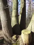 Kmen
