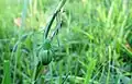Maloočka smaragdová (Micrommata virescens)