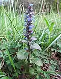 Zběhovec plazivý (Ajuga reptans)