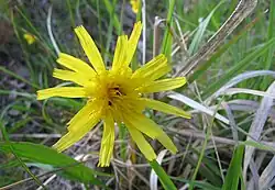 Hadí mord nízký (Scorzonera humilis)