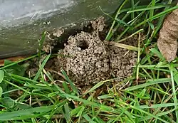 Pískorypka